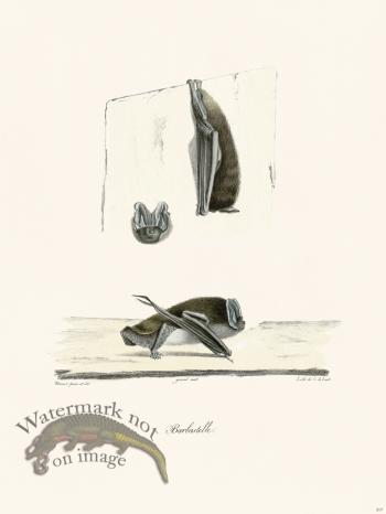 Cuvier 317 Barbastelle